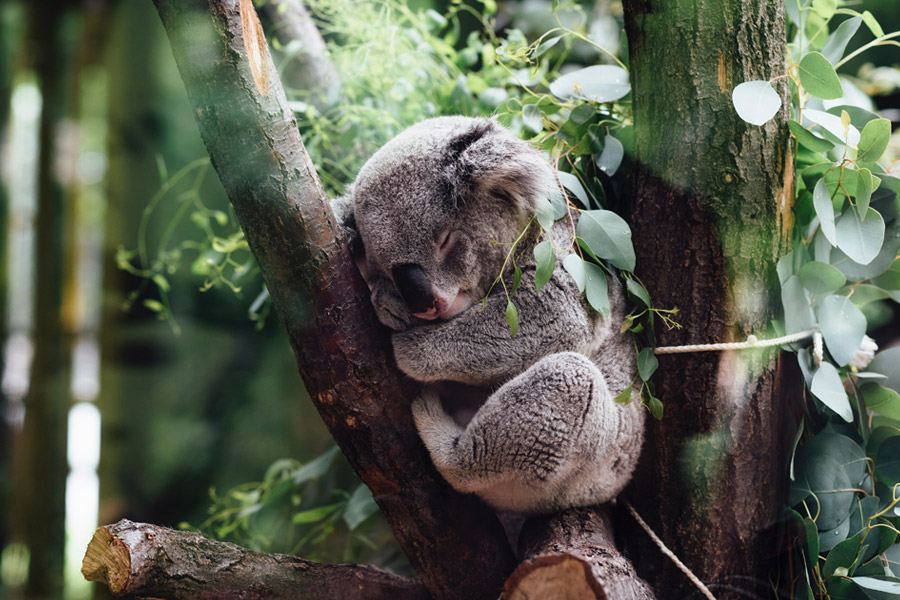 koala
